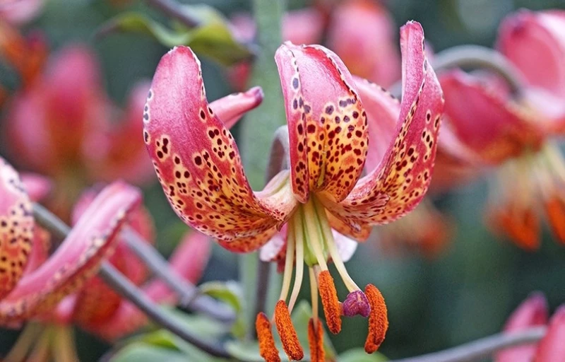 Manitoba Morning на Пулков Сад