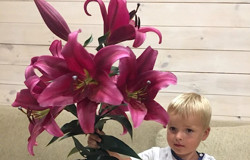 Palazzo на Пулков Сад