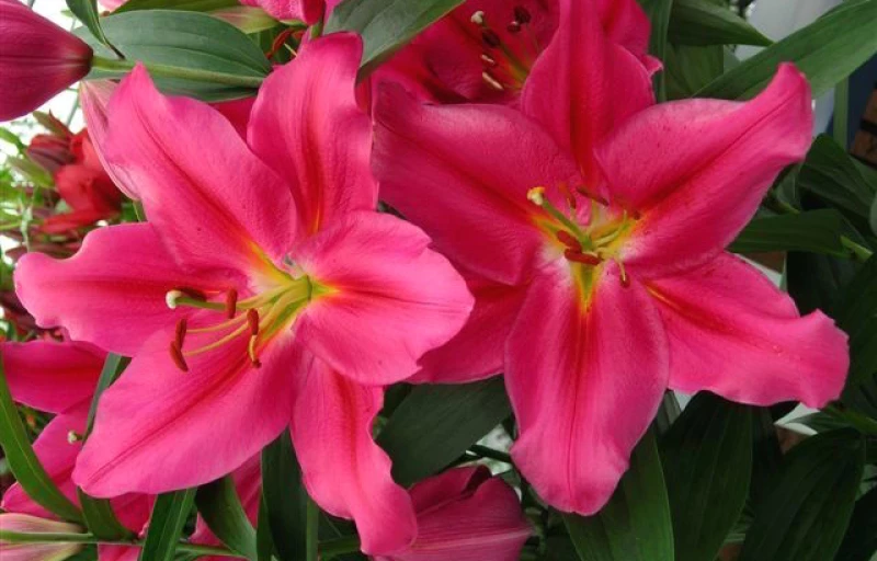 Bacardi на Пулков Сад