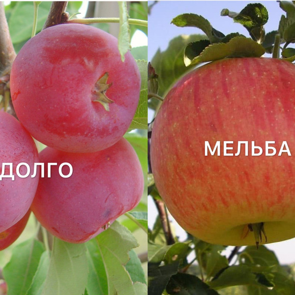 Мельба-Долго