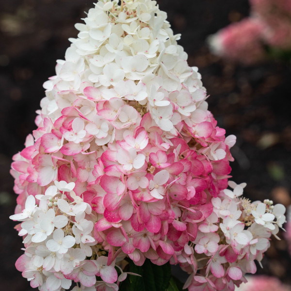 Strawberry Blos. Штамб