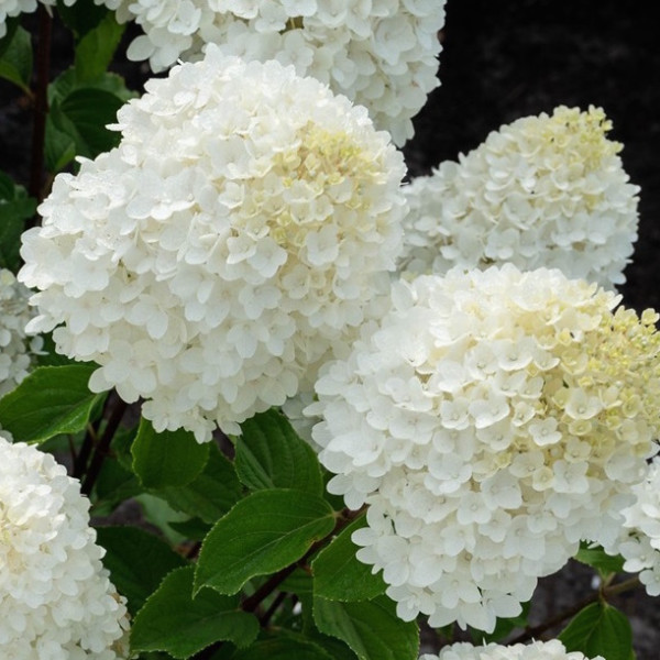 Sum. Snow Штамб