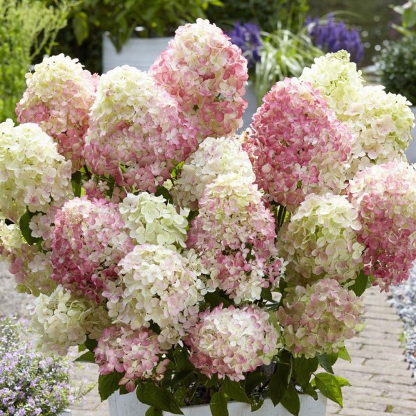 Sum. Love Штамб