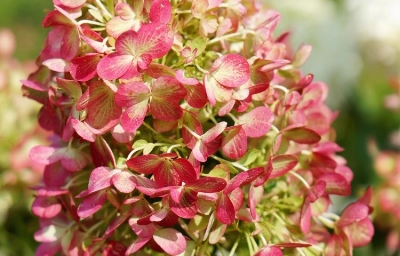 Graffiti на Пулков Сад