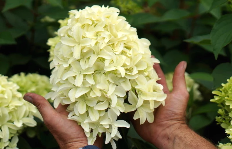 Skyfall на Пулков Сад