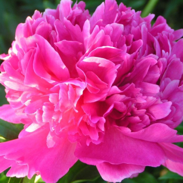 Крейсер Аврора