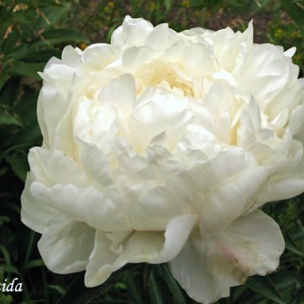 Антарктида