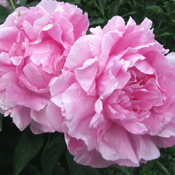 Уфимские Зори