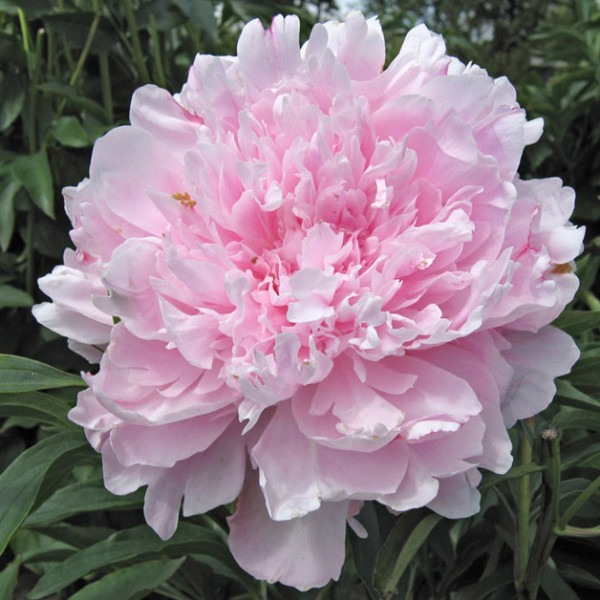 Любимец Парков