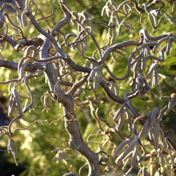 Лещина Скутер