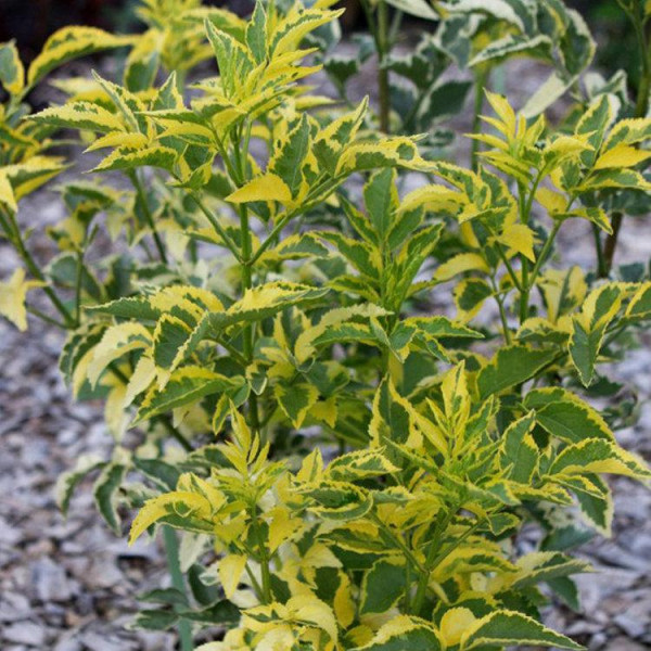 Бузина Мадонна