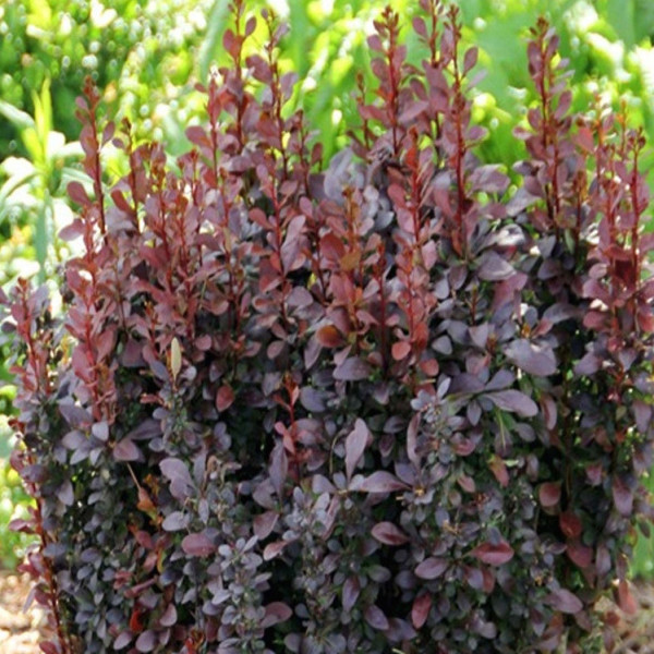 Барбарис Ред Рокет (штамб)