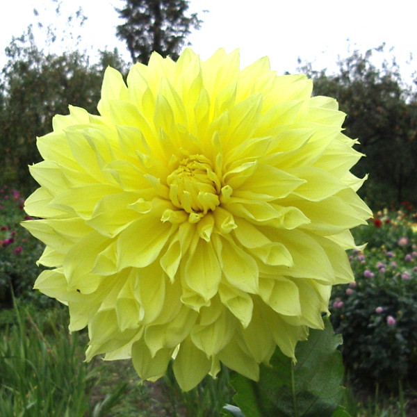 Кельвин Флудлайт