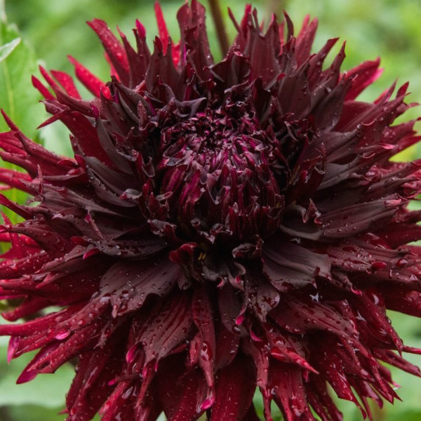 Кенора Макоб