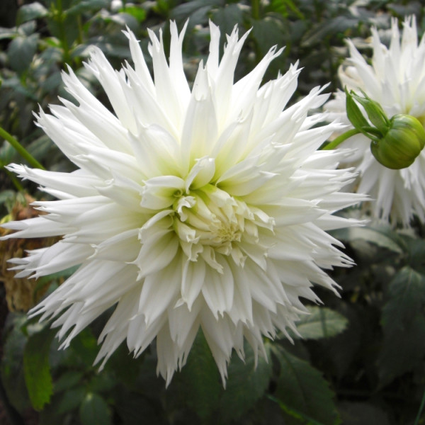 Заснеженная Русь