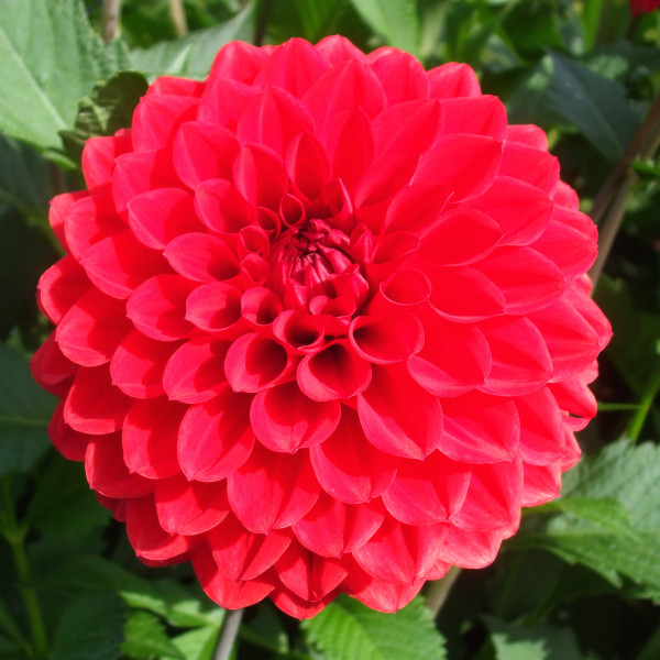 Рубиновая вязь