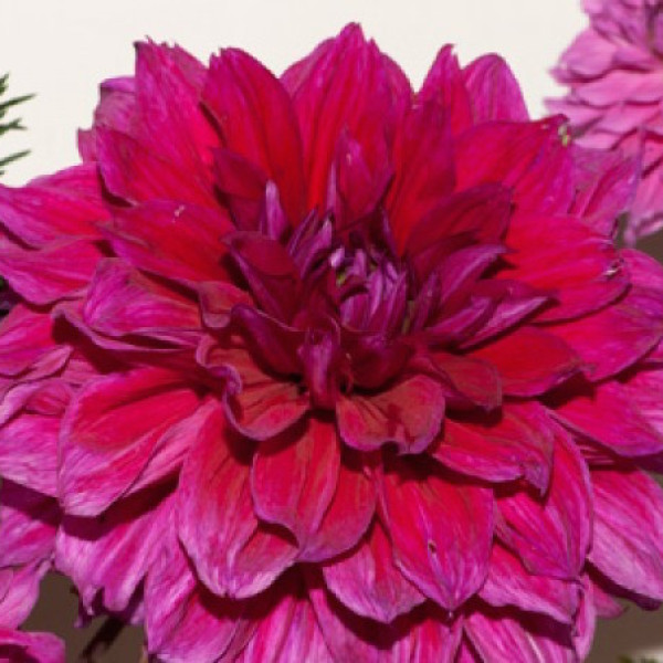 Эвелин Румбольт