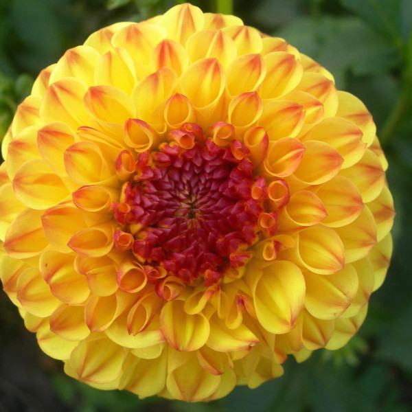 Солнечный Мальчик