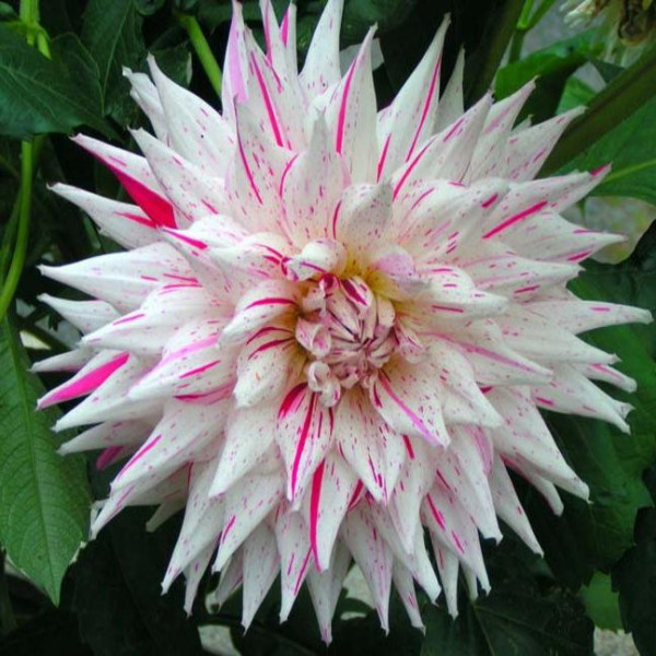 Микс пеперминт