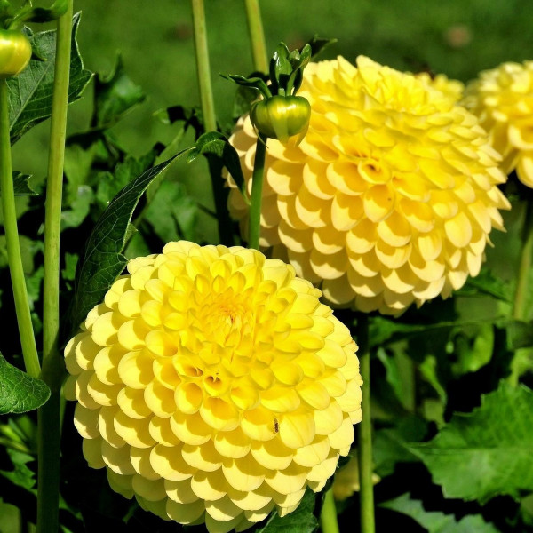 Русская Диана