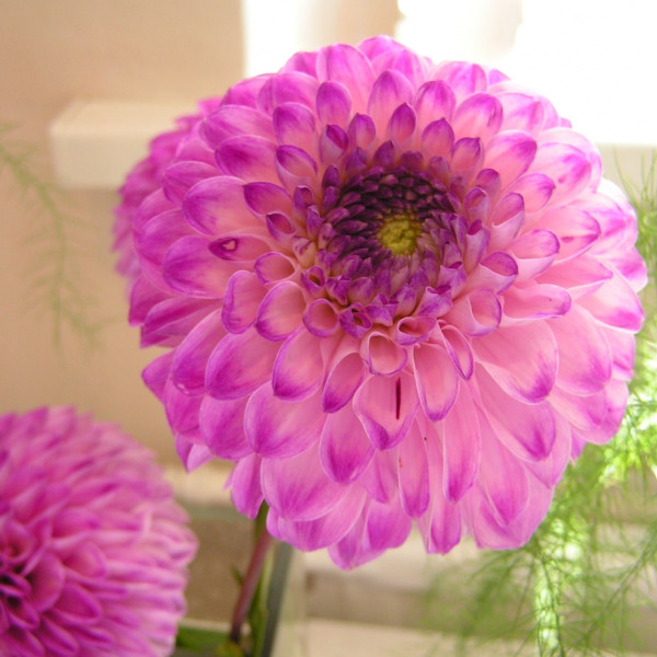 Анике Вайдне