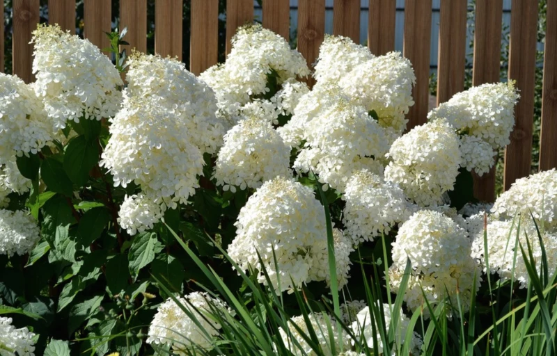 Silver Dollar на Пулков Сад