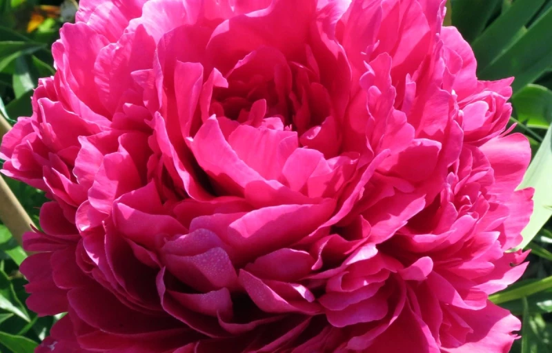 Avis Varner на Пулков Сад