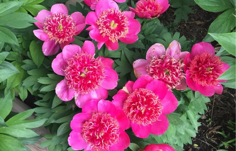 Anemoniflora на Пулков Сад