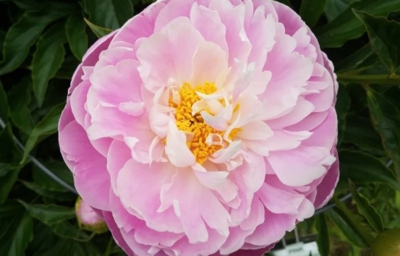 Flying Pink Saucers на Пулков Сад