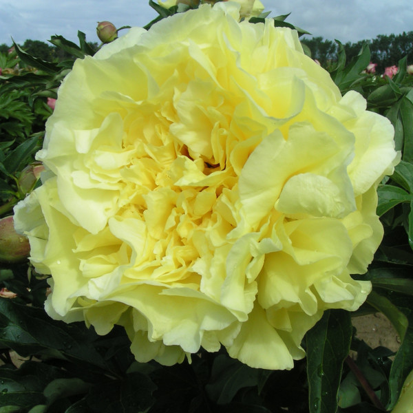 Duchesse de Lorraine