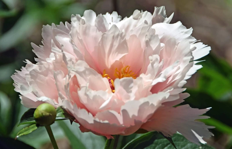 Nelda's Joy на Пулков Сад