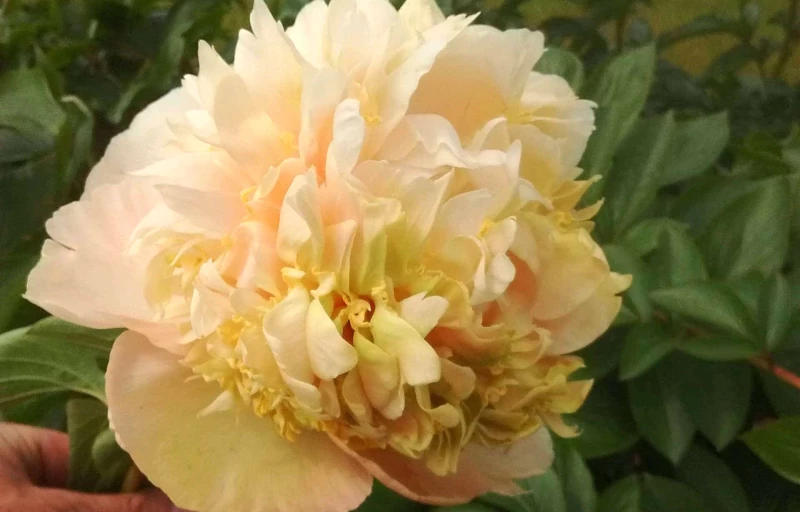 Quitzin на Пулков Сад