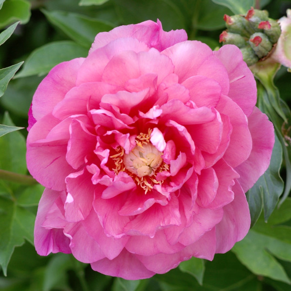 Strawberry Creme Brulee