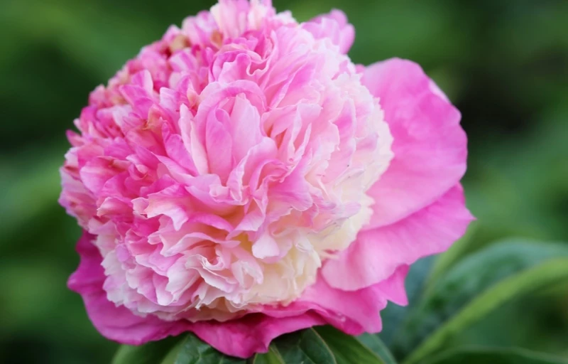 She's My Star на Пулков Сад