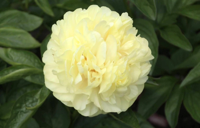 Sunny Boy на Пулков Сад