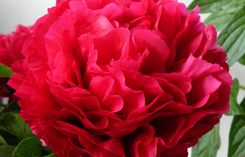 King's Ransom на Пулков Сад