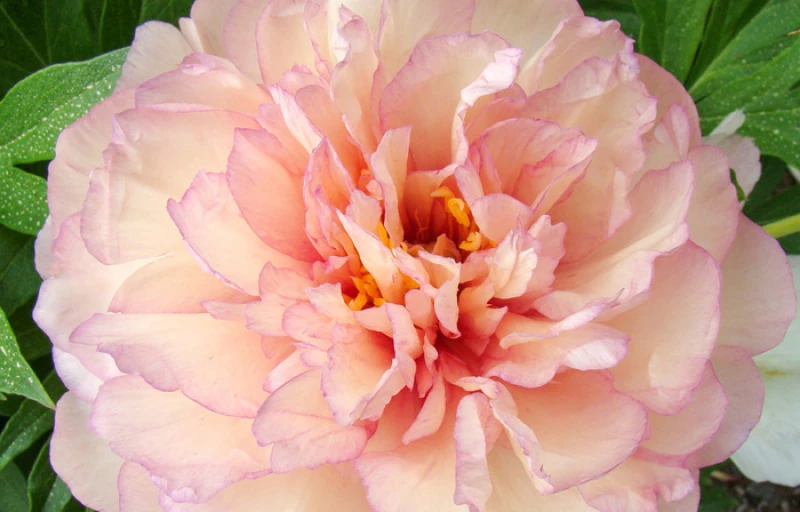 Scrumdidleumptious на Пулков Сад