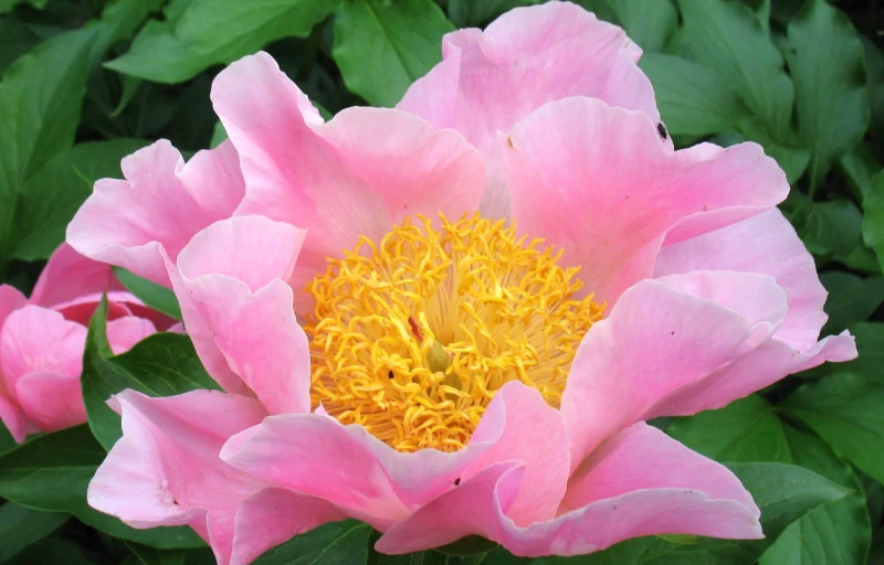 Sugar'n Spice на Пулков Сад