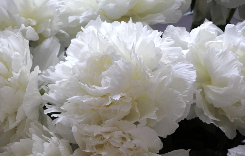 Dr. F.G. Brethour на Пулков Сад