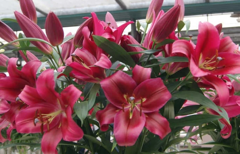 Red Desire на Пулков Сад