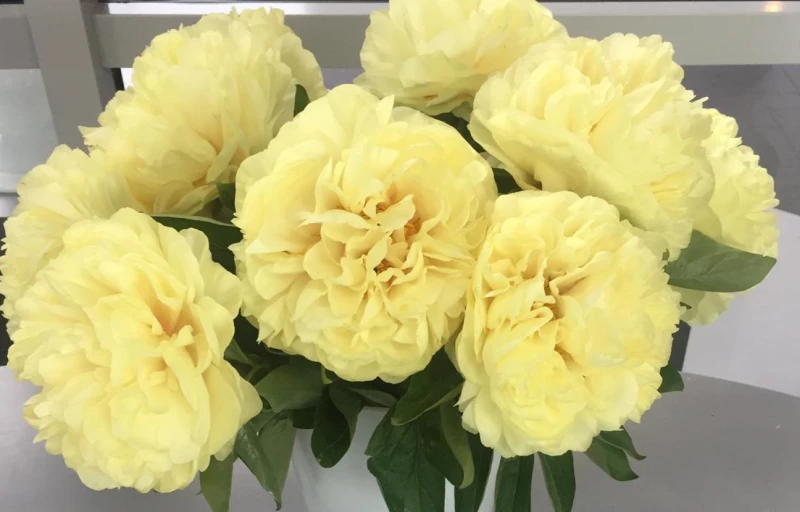 Double Friend на Пулков Сад