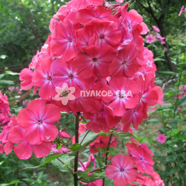 Александра