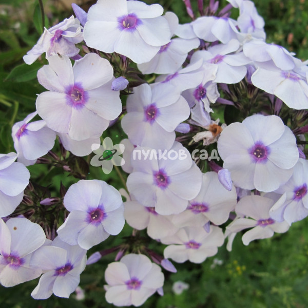 Бирюлевский