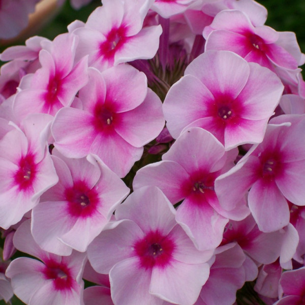 Борислав Кунин