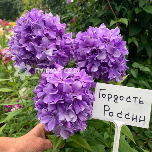 Гордость России