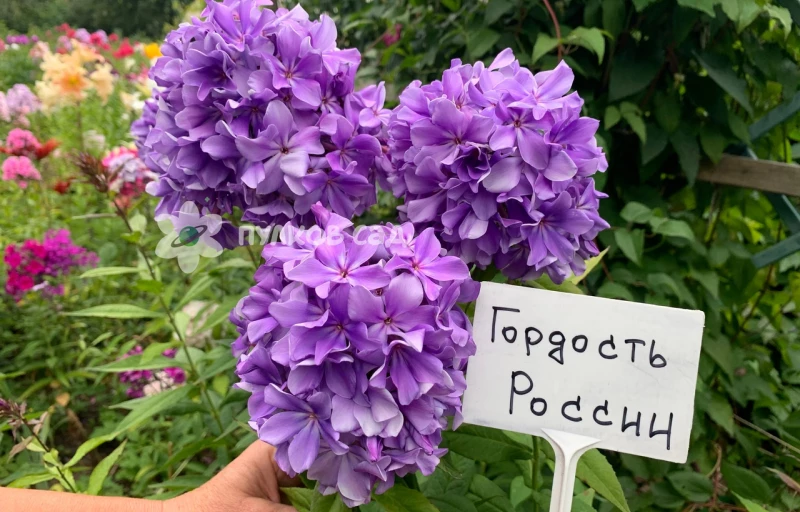 Гордость России на Пулков Сад