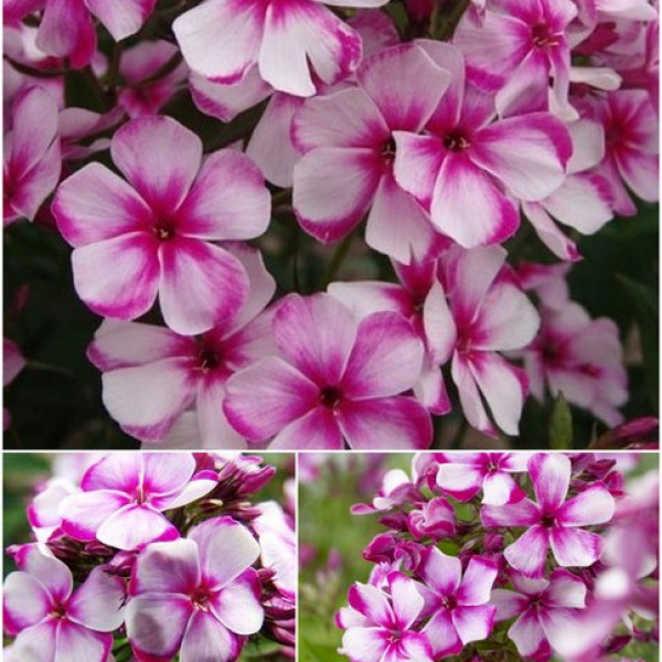 Неон Флер Блу