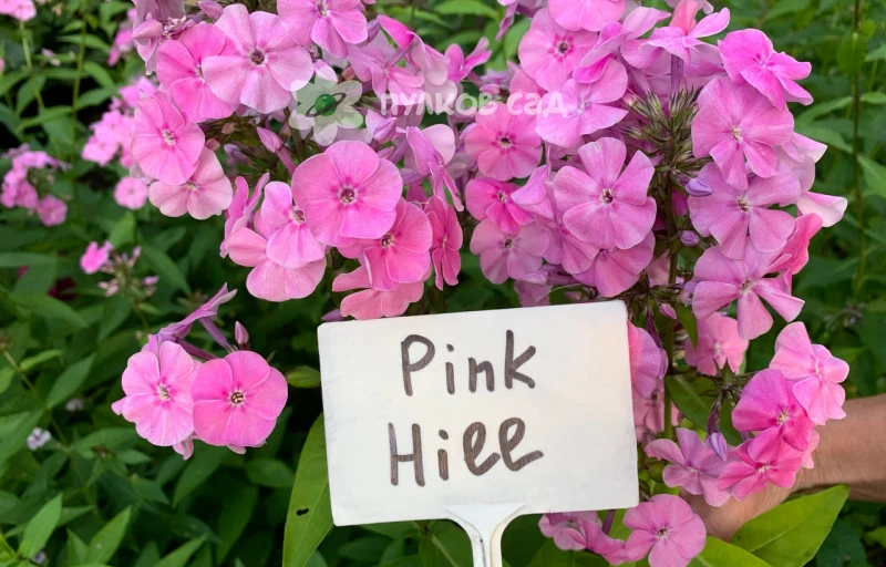 Пинк Хилл на Пулков Сад