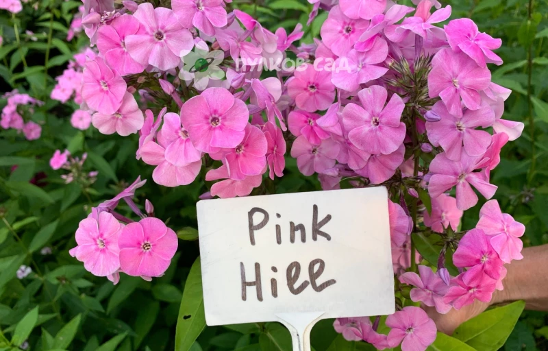 Пинк Хилл на Пулков Сад