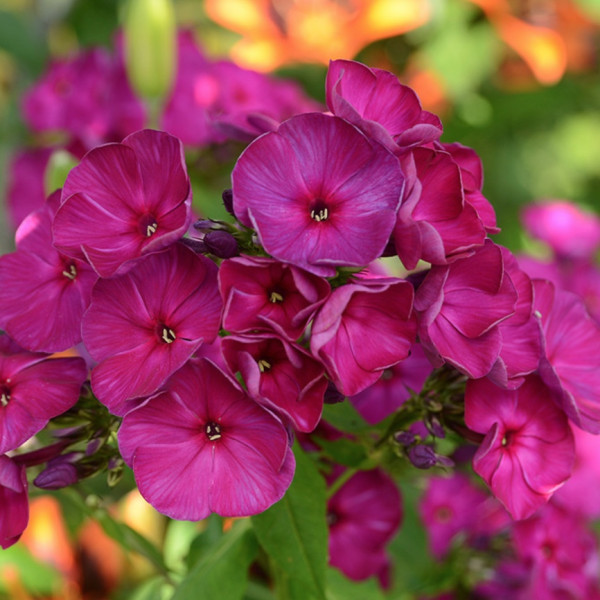 Пурпурный Бархат